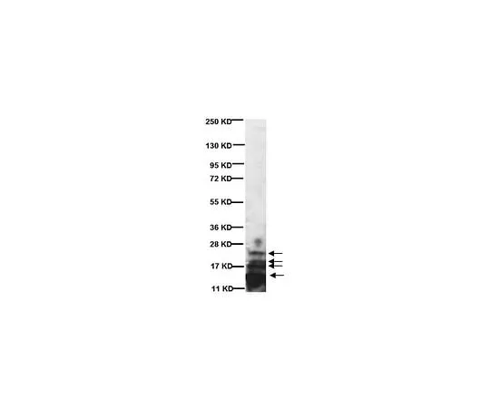 62-8489-28 Anti-Myelin Basic Protein, a.a. 82-87; 1 mL MAB386