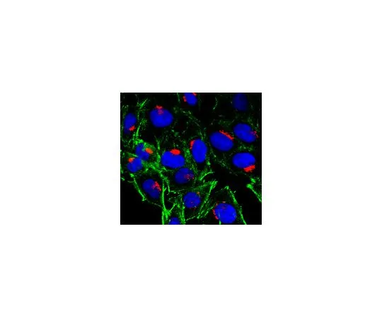 62-8513-04 Anti-MPR300/IGF-2R/CD222 Antibody, clone 2C2 MABF935