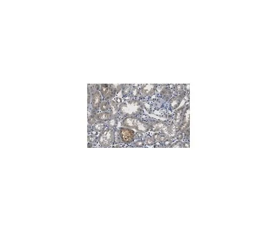 62-8521-45 Anti-AGE Antibody, Carboxy-Methyl Lysine Antibody, clone 6C7 MABN1837