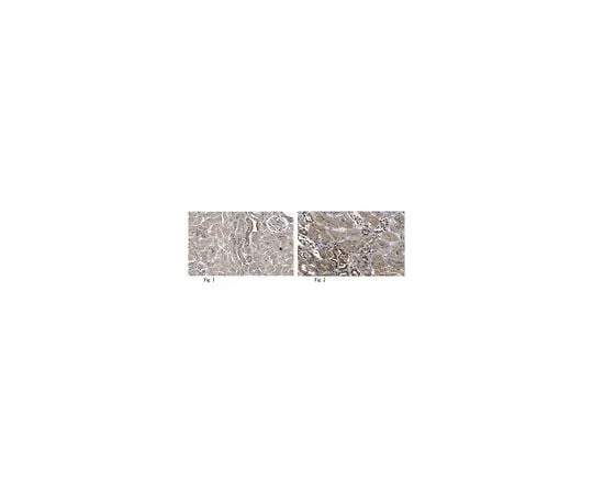 62-8472-59 Anti-Inversin ABT96