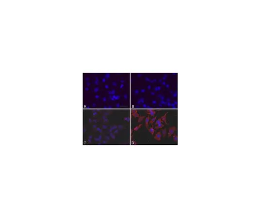62-8531-28 OxyICC(TM) Oxidized Protein Detection Kit; 40 Reactions S7350