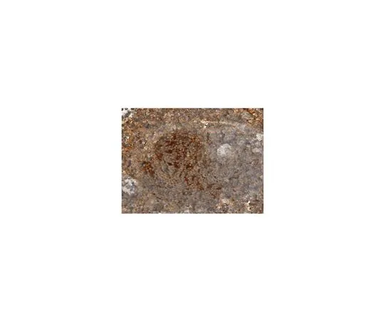 62-8509-50 Anti-Cochlin/COCH, clone 9A10D2 MABF267
