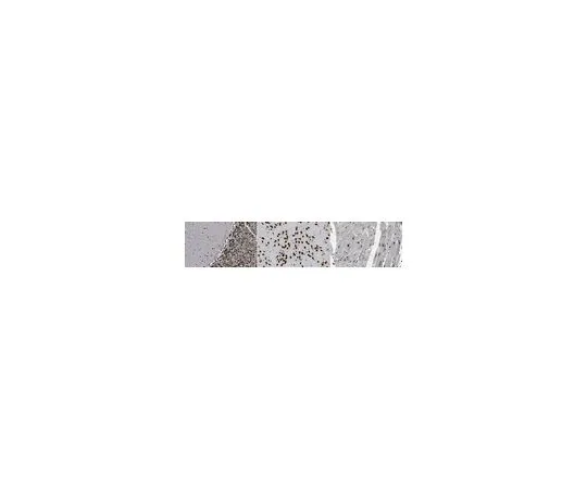 62-8507-81 Anti-Fox1 Antibody, clone A2BP1 MABE960