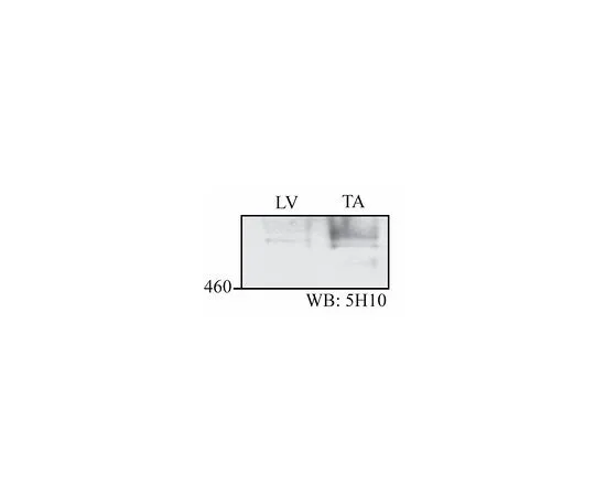 62-8525-66 Anti-Obscurin Antibody, clone 5H10A MABT126