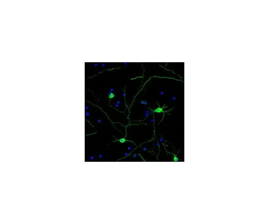 62-8468-92 Neuro-Chrom(TM) Pan Neuronal Marker - Rabbit, Alexa488 Conjugate; 100 μL ABN2300A4
