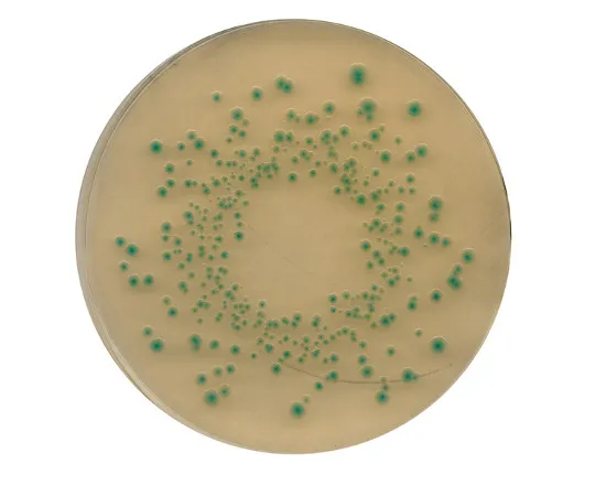 61-0207-86 Chromocult(R) TBX Agar Medium (Tryptone - Bile Salt - X-Glucuronide Agar Medium) for Microbiology 116122 500G 1.16122.0500