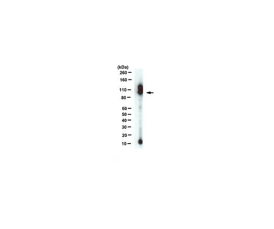 62-8517-65 Anti-APP-C99, clone mC99(70–80) MABN380