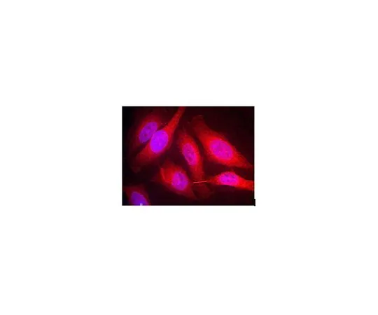 62-8517-98 Anti-Spred-1, clone M23-P2G3 MABN478