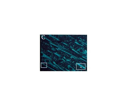 62-8489-23 Anti-Glutamate Receptor 5, 6, 7, clone 4F5; 100 μL MAB379