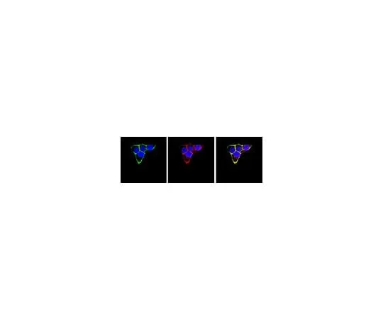 62-8493-56 Anti-Integrin beta1, clone 6S6; 100 μg MAB2253