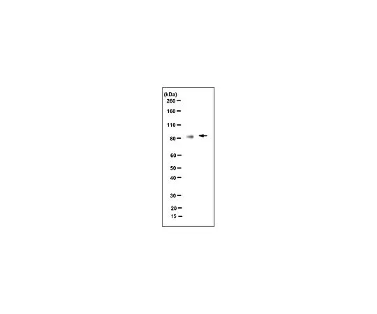 62-8507-39 Anti-B-Myb, clone LX015.1 MABE886