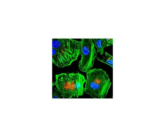 62-8527-08 Anti-LBPA Antibody, clone 6C4 MABT837