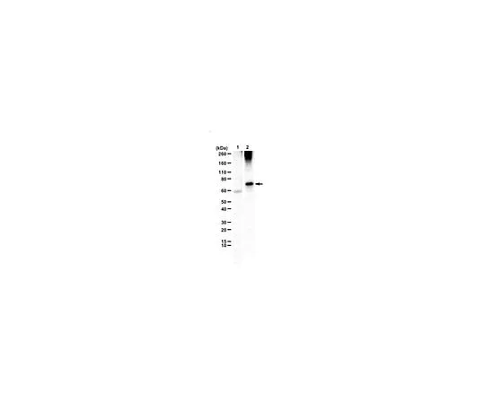 62-8468-65 Anti-Membralin ABN1661