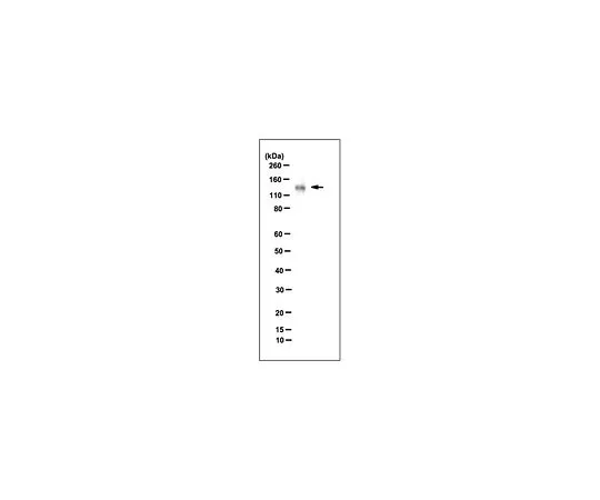 62-8502-43 Anti-Sulf-2, clone 2B4 MABC584