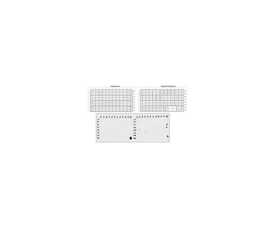 62-8508-12 Anti-Acetyl Lysine, Pan, clone RM101 MABE1020