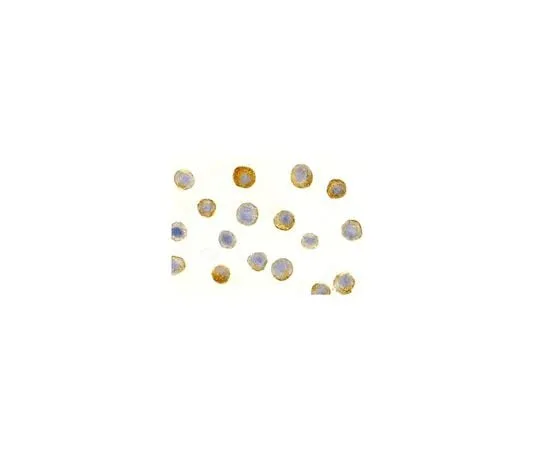 62-8473-68 Anti-IL-1RAcP ABT333