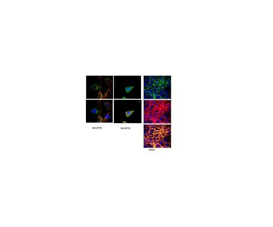 62-8480-16 Anti-Integrin beta1, clone HM beta 1.1; 100 μg CBL1348