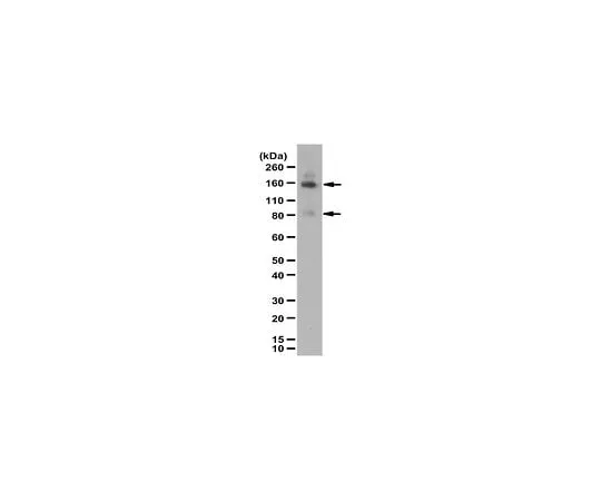 62-8471-32 Anti-Angiomotin ABS1023