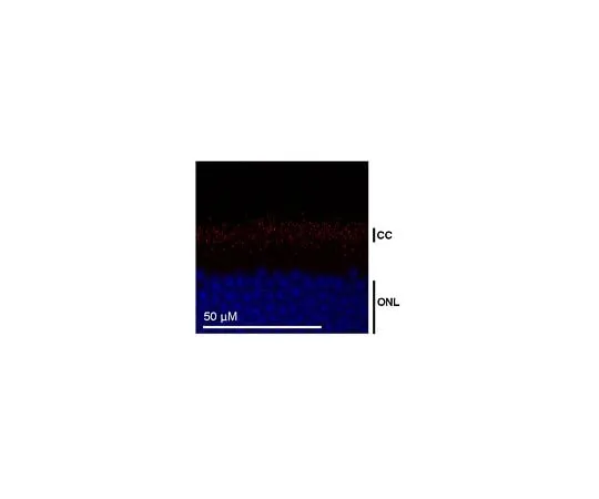 62-8468-76 Anti-CEP290 ABN1710
