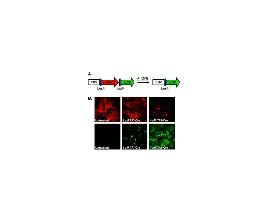 62-8532-91 TAT-CRE Recombinase, 10,000 Units/mL SCR508