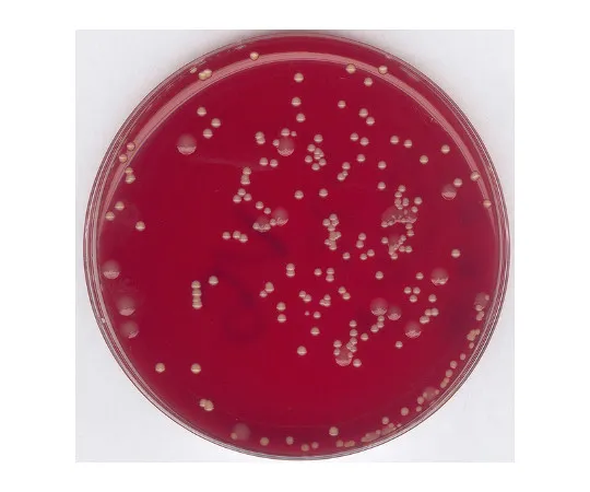 61-0201-16 Staphylococcus Selective Enrichment Broth Base Medium (BAIRD) for Microbiology 107899 500G 1.07899.0500