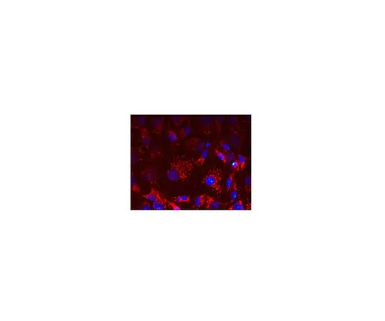 62-8519-40 Anti-OPA1, clone 1OPA-1A8 MABN737