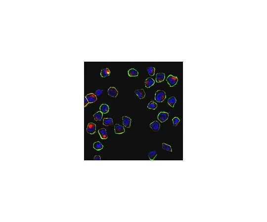 62-8524-99 Anti-c-Met Antibody, clone seeMet 13 MABS1916