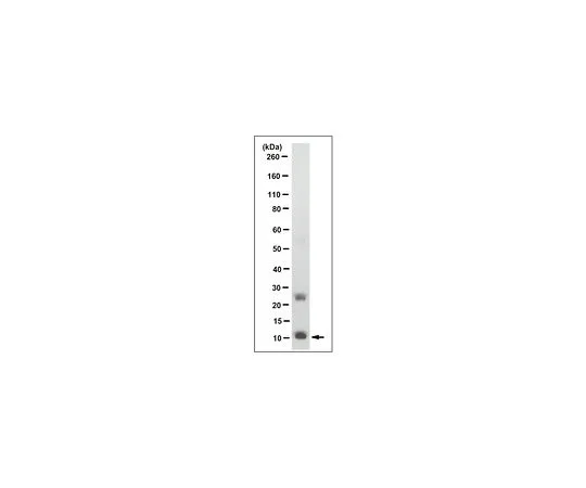 62-8507-97 Anti-Homeodomain-only Protein Antibody, clone 15C1.1 MABE989