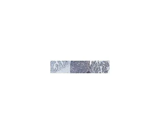 62-8524-79 Anti-NCoA-2, clone 1C6.3 MABS1688