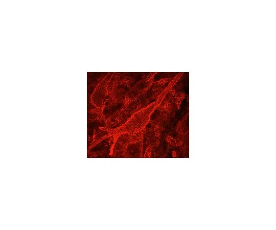 62-8497-45 Anti-Chondroitin Sulfate Proteoglycan, Brain (core protein), clone Cat-301; 100 μg MAB5284