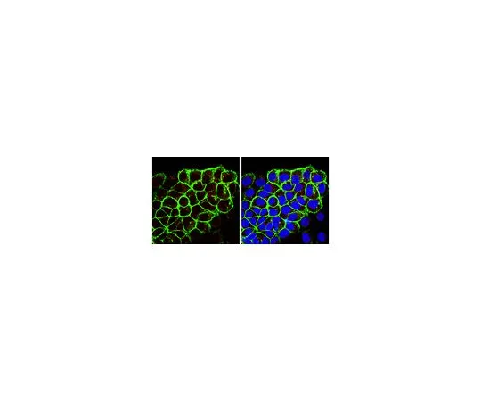 62-8500-10 Anti-Ghrelin, clone 1ML-1D7; 100 μl MAB10404