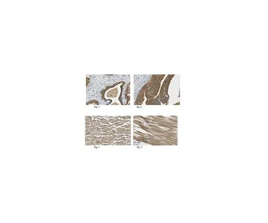 62-8473-65 Anti-TSLP ABT330