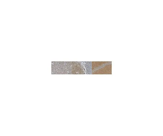 62-8520-72 Anti-GluR2 Antibody, clone 14C12.2 MABN1189