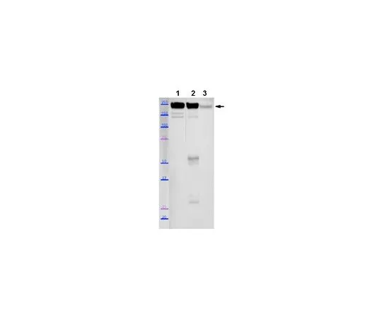 62-8527-09 Anti-Myosin-2 (MYH2) Antibody, clone SC-71 MABT840