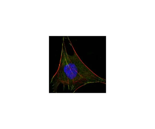 62-8519-16 Anti-GPI, clone 1B7D7 MABN691