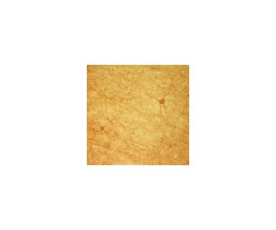 62-8489-12 Anti-Muscarinic Acetylcholine Receptor m2, clone M2-2-B3; 100 μg MAB367