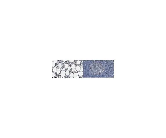 62-8508-77 Anti-LMO2 (Rhombotin-2) Antibody, clone 299B MABE1801