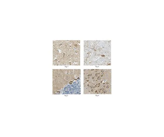 62-8519-84 Anti-pan-AMPA receptor (GluR1-4), clone 2D8 Antibody MABN832