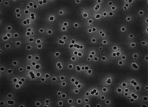 61-0198-38 Isopore Disc PC Philic 0.4μm 25mm Blk Pln 100/Pk 100PK HTBP02500
