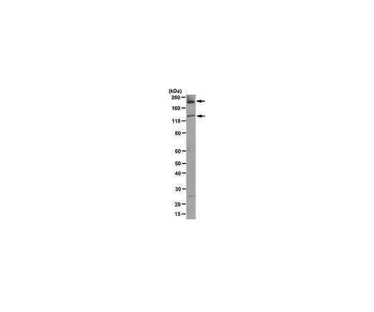 62-8526-05 Anti-Abl (c-, v-, Bcr-), clone 24-21 MABT203