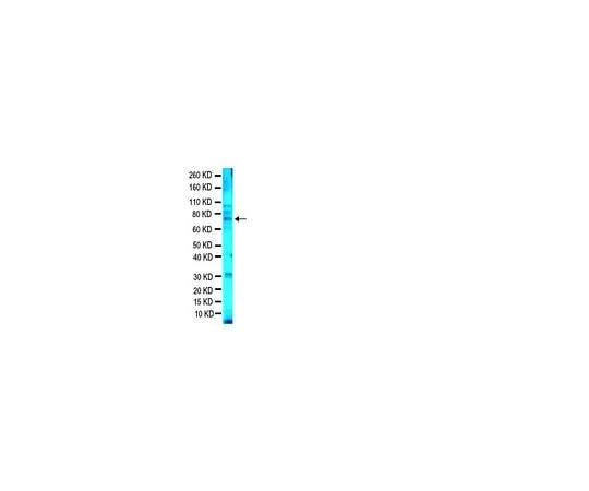 62-8493-36 Anti-Fragile X Mental Retardation Protein, clone 1C3; 100 μL MAB2160