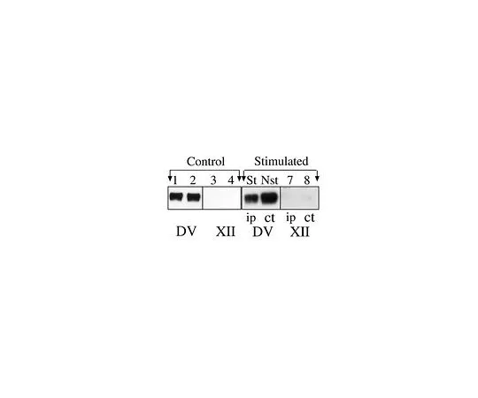 62-8497-56 Anti-Polysialic Acid-NCAM, clone 2-2B; 50 μL MAB5324
