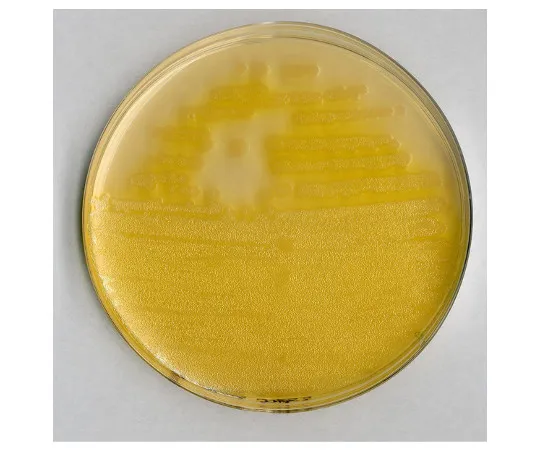 61-0202-60 Pseudomonas Agar F Basic Medium for Microbiology 110989 500G 1.10989.0500