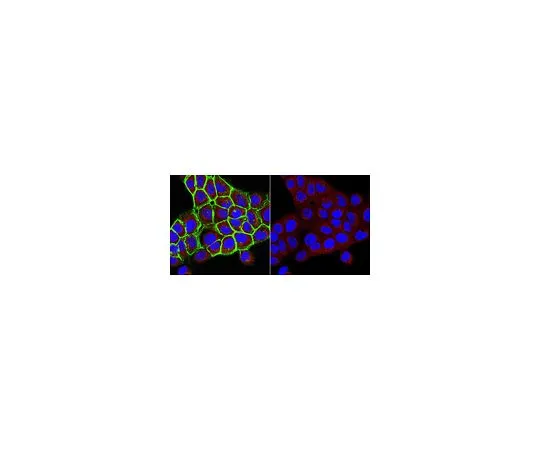 62-8503-93 Anti-UDP-Galactose Transporter Antibody, clone 1H10.1 MABC1205