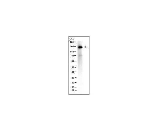 62-8518-03 Anti-IRAP, Clone 3E1 MABN483
