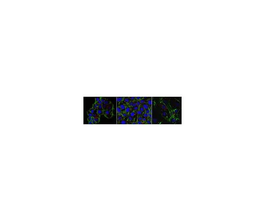 62-8526-98 Anti-gamma-Actin/ACTG1 Antibody, clone 2A3 MABT824