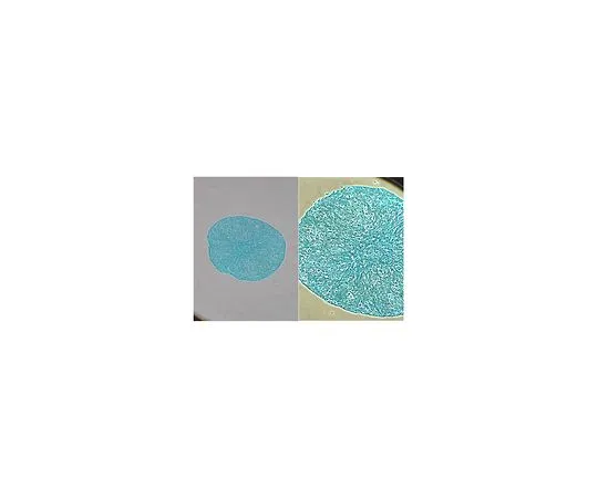 62-8534-34 Alcian-Blue Staining Solution TMS-010-C
