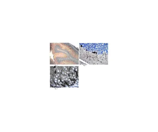 62-8516-59 Anti-GluR2, clone L21/32; 100 μg MABN71