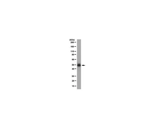 62-8509-40 Anti-Par-2, clone SAM11 MABF243