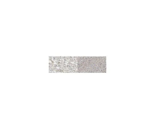 62-8527-24 Anti-Connexin 43 Antibody, clone P2C4 MABT902